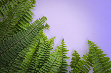Highlight drop on fern leaves on white background