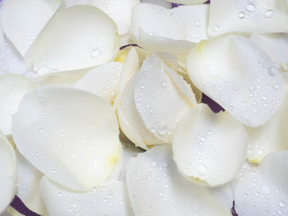 Top view of white rose's petals. Daylight