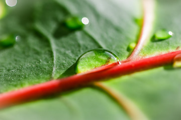 Abstract green background. Macro Croton plant leaf with water drops. Natural backdrop © OLAYOLA