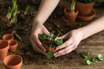 Woman gardener is transplanting beautiful plants, cacti, succulents to ceramic pots and taking care...