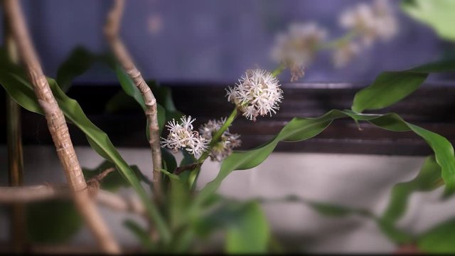 Tilt shift shot on dracena in house at twilight.
