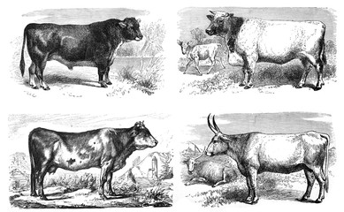 Cows and bulls collage / Antique illustration from Brockhaus Konversations-Lexikon 1908