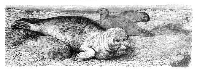 common seal (Phoca vituline) / Antique illustration from Brockhaus Konversations-Lexikon 1908