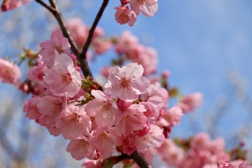 桜　サクラ　さくら　河津桜