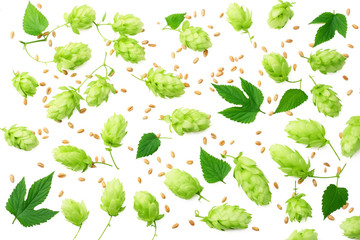 Hop cones isolated on white background. Beer brewing ingredients. Beer brewery concept. Beer background. Top view