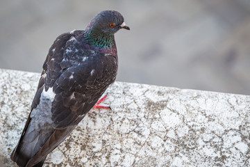 Lonely pigeon looking down at the Saint-Mark Square in Venice