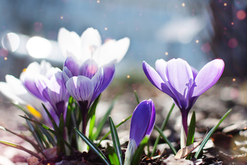 Multi colored spring crocuses in the early morning outdoor. Spring flowers in grass with light bokeh.