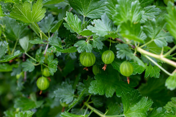 Fresh green gooseberry ripens with leaves on a branch of a bush in the garden in summer.