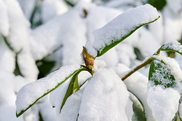 Yellow plant bud covered with snow