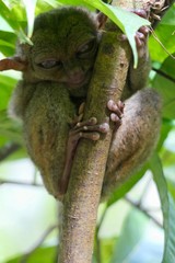 Sleepy tarsier with funny face, small primate, on branch in nature, Bohol, Philippines