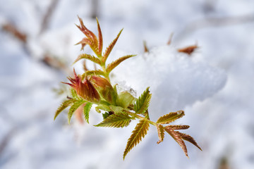Rhus typhina plant buds snow covered with snow.