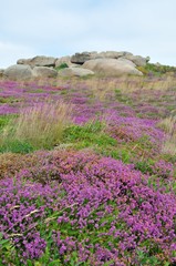Fototapeta premium Heather and rock on the pink granite coast in Brittany