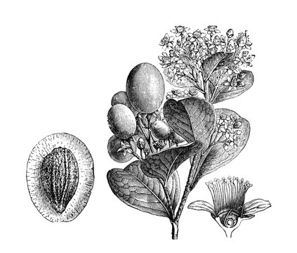 Chrysobalanus icaco (Paradise plum or Cocoplum) Antique illustration from Brockhaus Konversations-Lexikon 1908