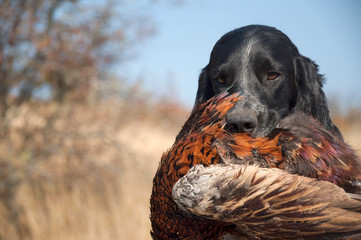 A hunting dog of the Russian Spaniel breed with a pheasant in the mouth. Selective focus. Space for...