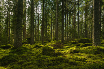 Beautiful green fir and pine forest in Sweden