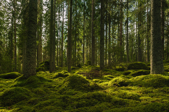 Beautiful green fir and pine forest in Sweden - Powered by Adobe