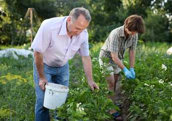 Mature couple collects insect pests from potato sprouts