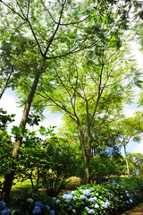 Green pathway with hydrangea and pine trees