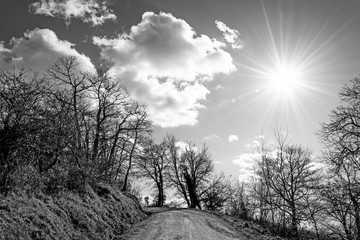 I sentieri nel bosco