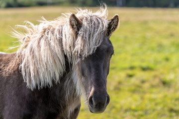 Portrait of a beautiful dark Icelandic horse with silver colored mane
