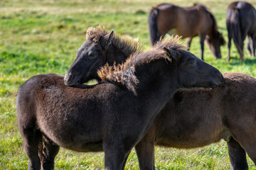 Fototapeta premium Two brown Icelandic horse foals scratching each others backs