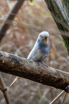 Peruche ondul&eacute;e