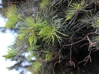  fresh needles christmas tree