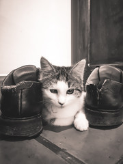 Chat qui mange les chaussures