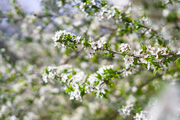 Beautiful flowering tree In the spring. Flowers in April time in the sun. Stock background in nature