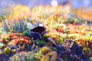 undergrowth 2 © Mateusz