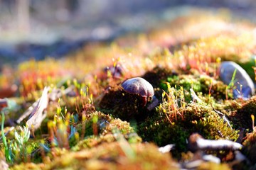 undergrowth 3 © Mateusz