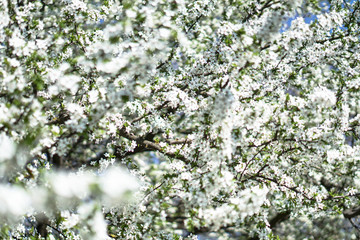 Beautiful flowering tree In the spring. Flowers in April time in the sun. Stock background in nature