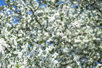 Beautiful flowering tree In the spring. Flowers in April time in the sun. Stock background in nature