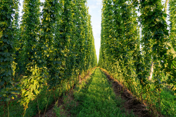 Green hops field. Fully grown hop bines. Hops field in Bavaria Germany. Hops are main ingredients...