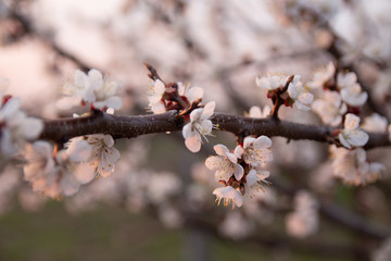cherry branch with white flowers blooming in early spring in the garden. cherry branch with flowers, early spring. at sunset of the day, the setting sun shines on a branch