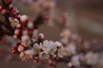 cherry branch with white flowers blooming in early spring in the garden. cherry branch with flowers, early spring. at sunset of the day, the setting sun shines on a branch