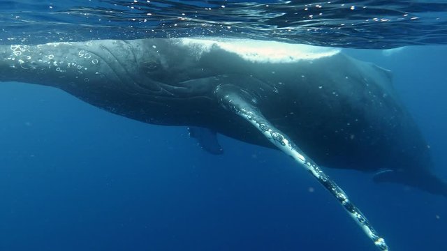 Close up of humpback whale mother and calf swimming serenly through beautiful blue ocean.