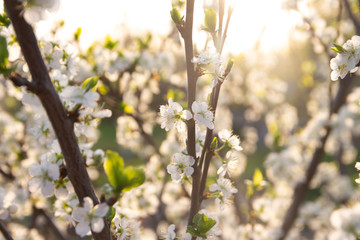 cherry branch with white flowers blooming in early spring in the garden. cherry branch with flowers, early spring. at sunset of the day, the setting sun shines on a branch