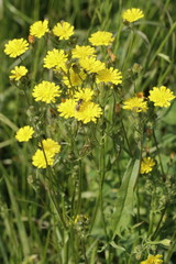 Kleinköpfiger Pippau, Crepis capillaris