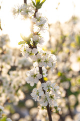 cherry branch with white flowers blooming in early spring in the garden. cherry branch with flowers, early spring. at sunset of the day, the setting sun shines on a branch