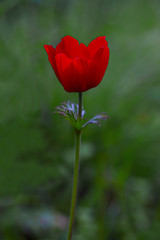 Spring flower Anemone, mountain tulip
