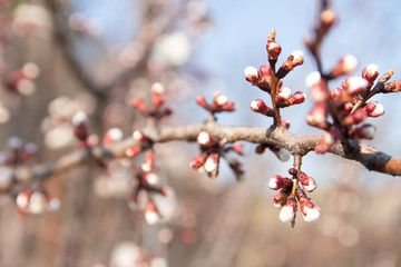 cherry branch with white flowers blooming in early spring in the garden. cherry branch with flowers, early spring. at sunset of the day, the setting sun shines on a branch