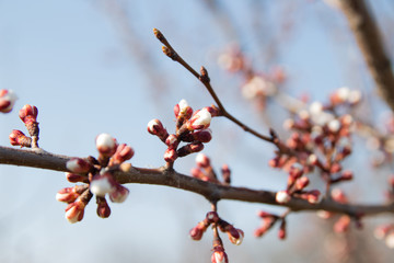 cherry branch with white flowers blooming in early spring in the garden. cherry branch with flowers, early spring. at sunset of the day, the setting sun shines on a branch