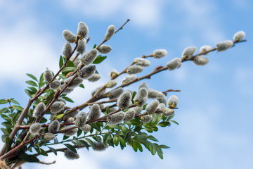 Beautiful pussy willow flowers branches