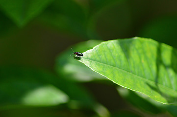 A tiny bug on green leaf