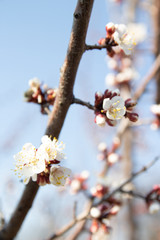 cherry branch with white flowers blooming in early spring in the garden. cherry branch with flowers, early spring. at sunset of the day, the setting sun shines on a branch