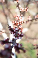 cherry branch with white flowers blooming in early spring in the garden. cherry branch with flowers, early spring. at sunset of the day, the setting sun shines on a branch