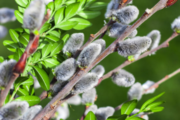 Beautiful pussy willow flowers branches