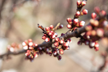 cherry branch with white flowers blooming in early spring in the garden. cherry branch with flowers, early spring. at sunset of the day, the setting sun shines on a branch