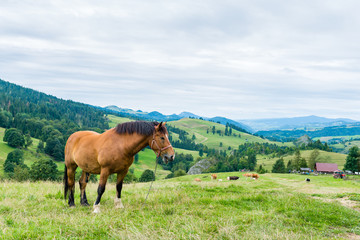 Fototapeta na wymiar horse and cows on a mountain meadow, Pieniny, Poland